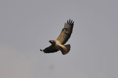 Buteo buteo